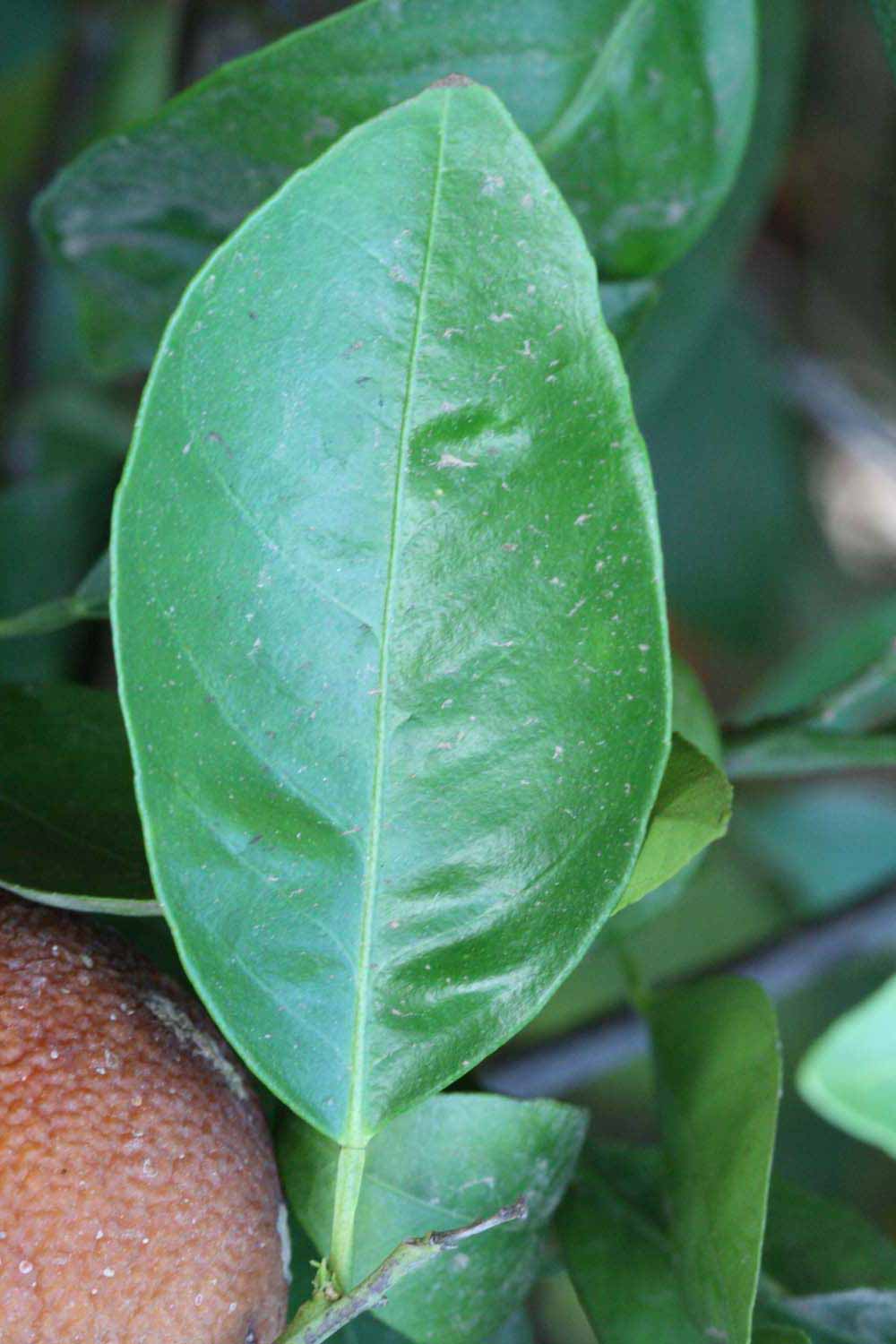              Unifoliolate leaf (Riverside, CA)       